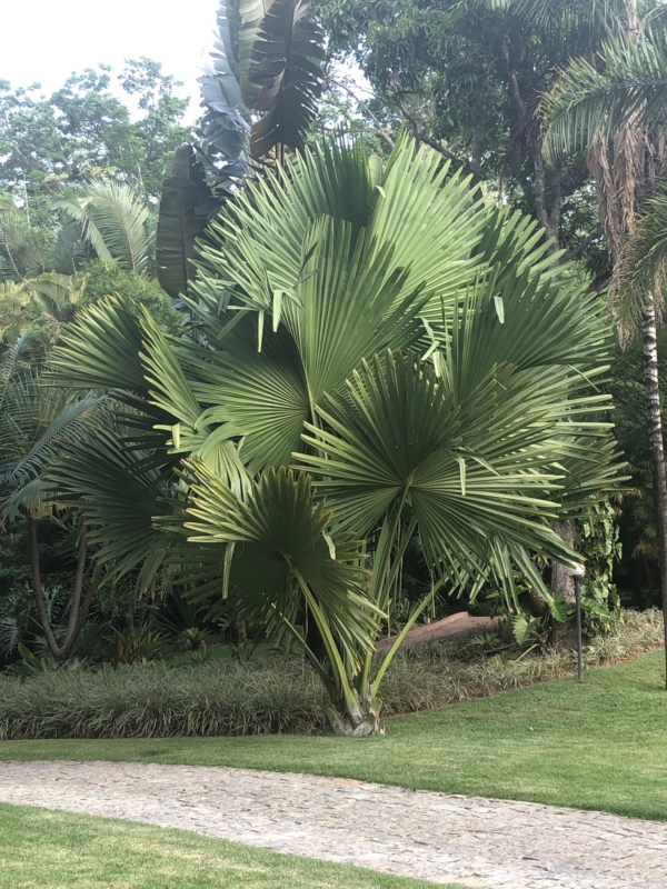 Corypha umbraculifera
