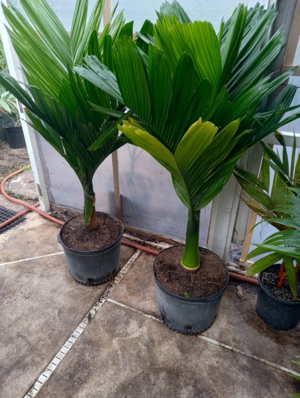 Areca catechu