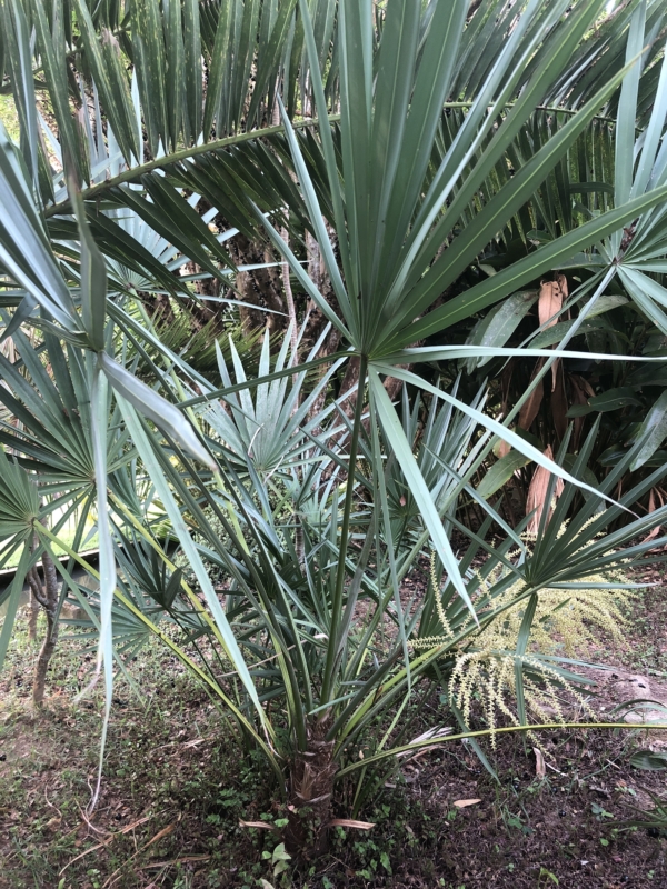 Serenoa repens