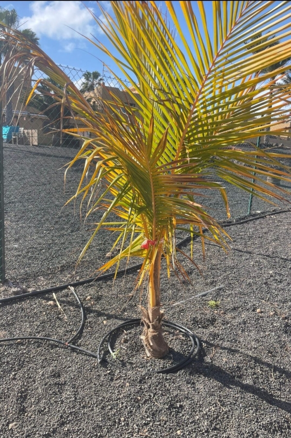 Cocos nucifera