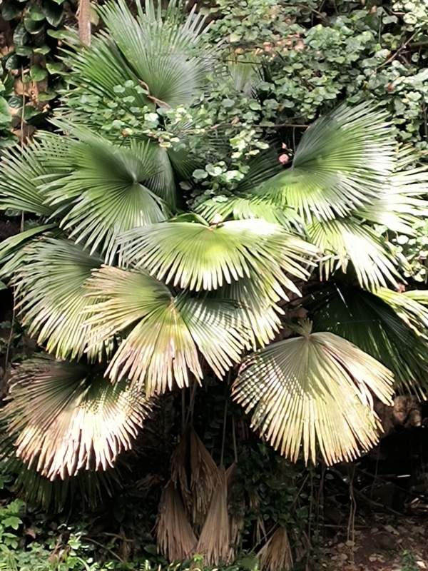 Kerriodoxa elegans