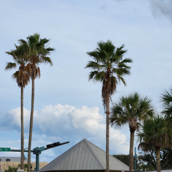Washingtonia robusta
