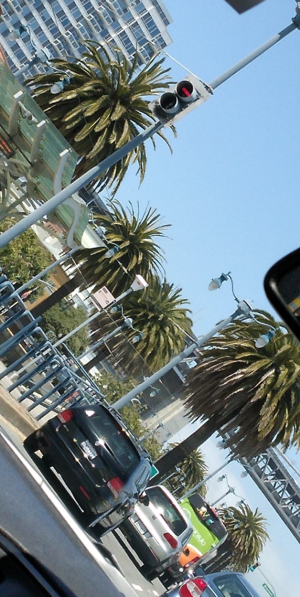 Phoenix canariensis