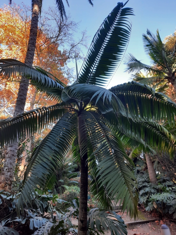 Dictyosperma album var. album