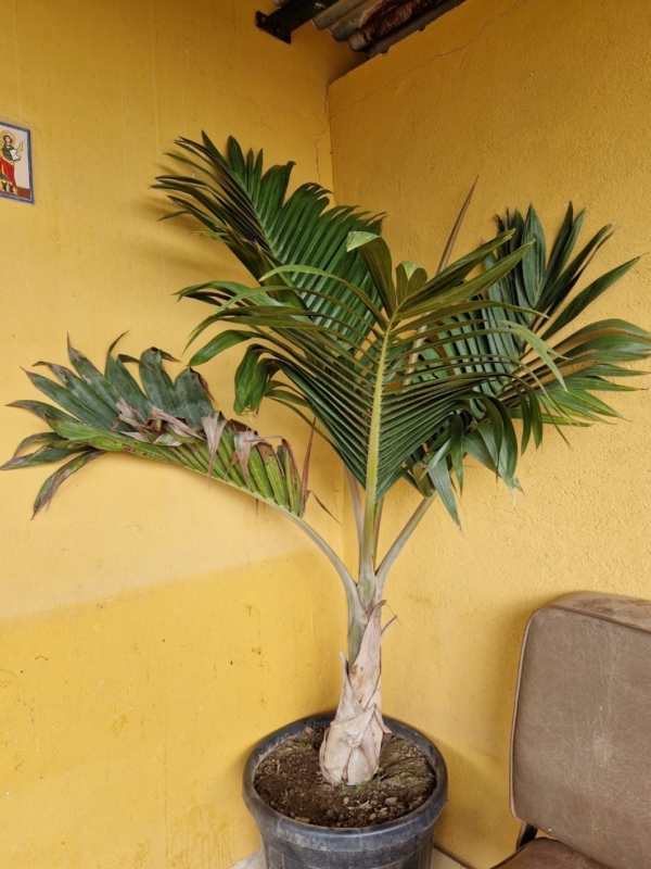 Hyophorbe lagenicaulis