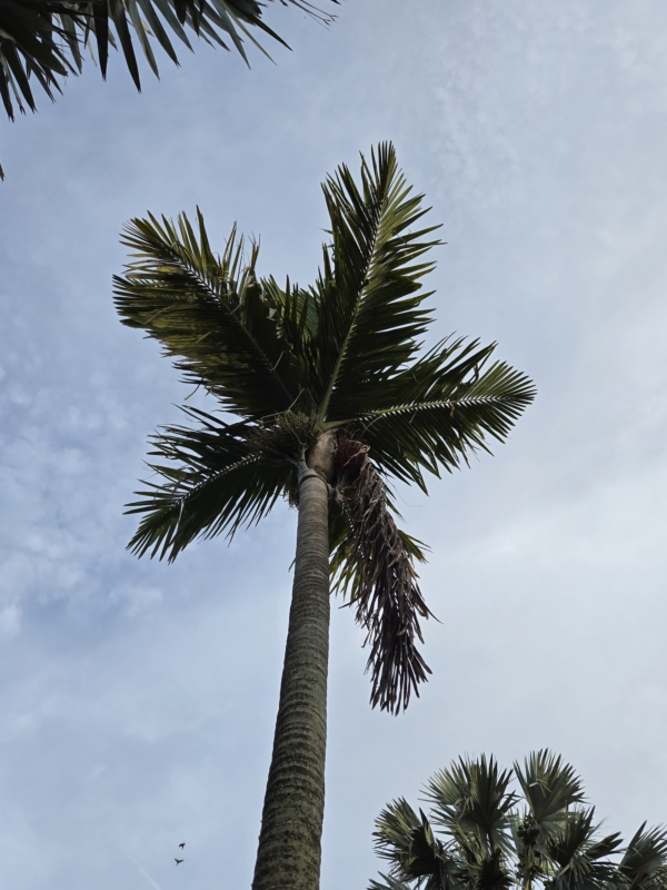 Areca catechu