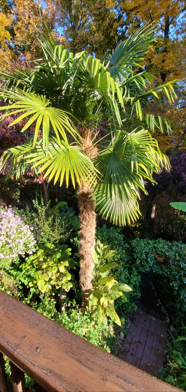 Trachycarpus fortunei