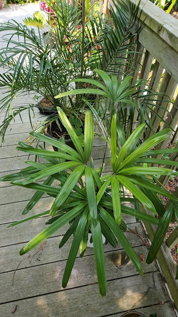 Rhapis excelsa