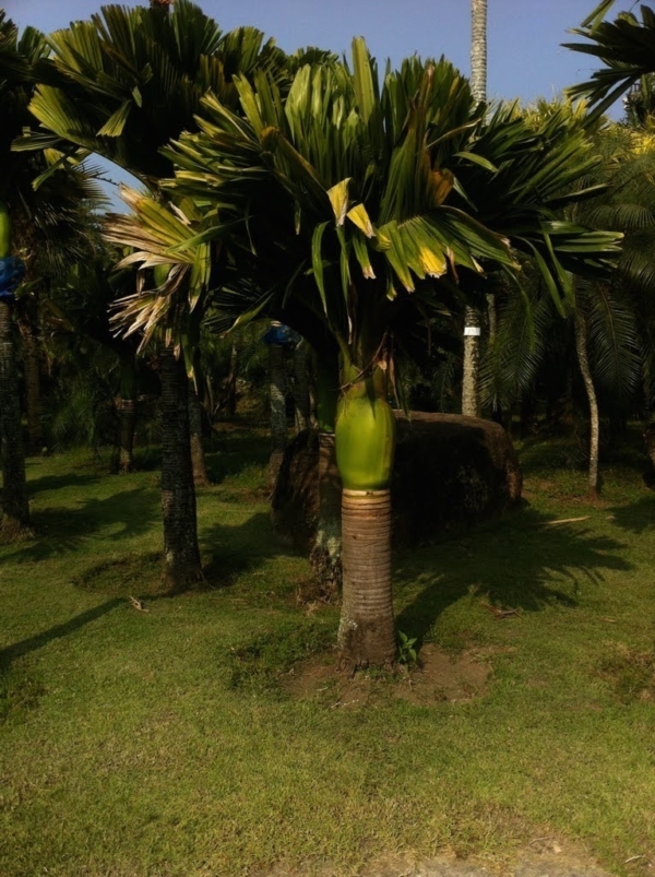 Areca catechu 'Dwarf'