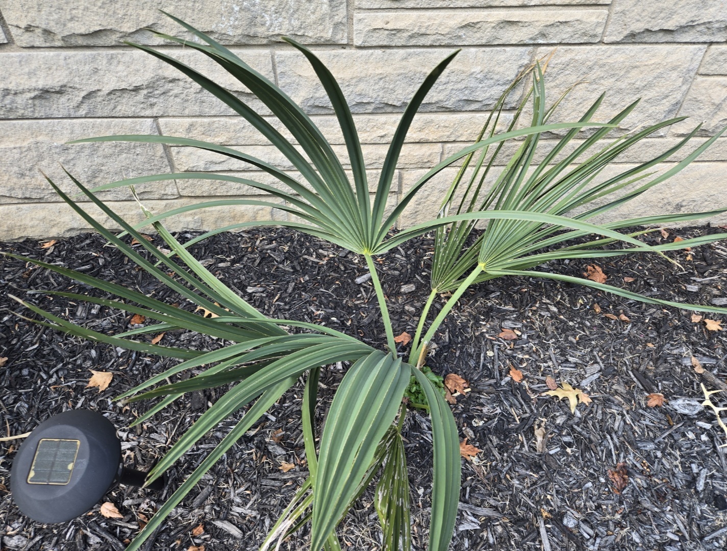 Sabal minor 'McCurtain'