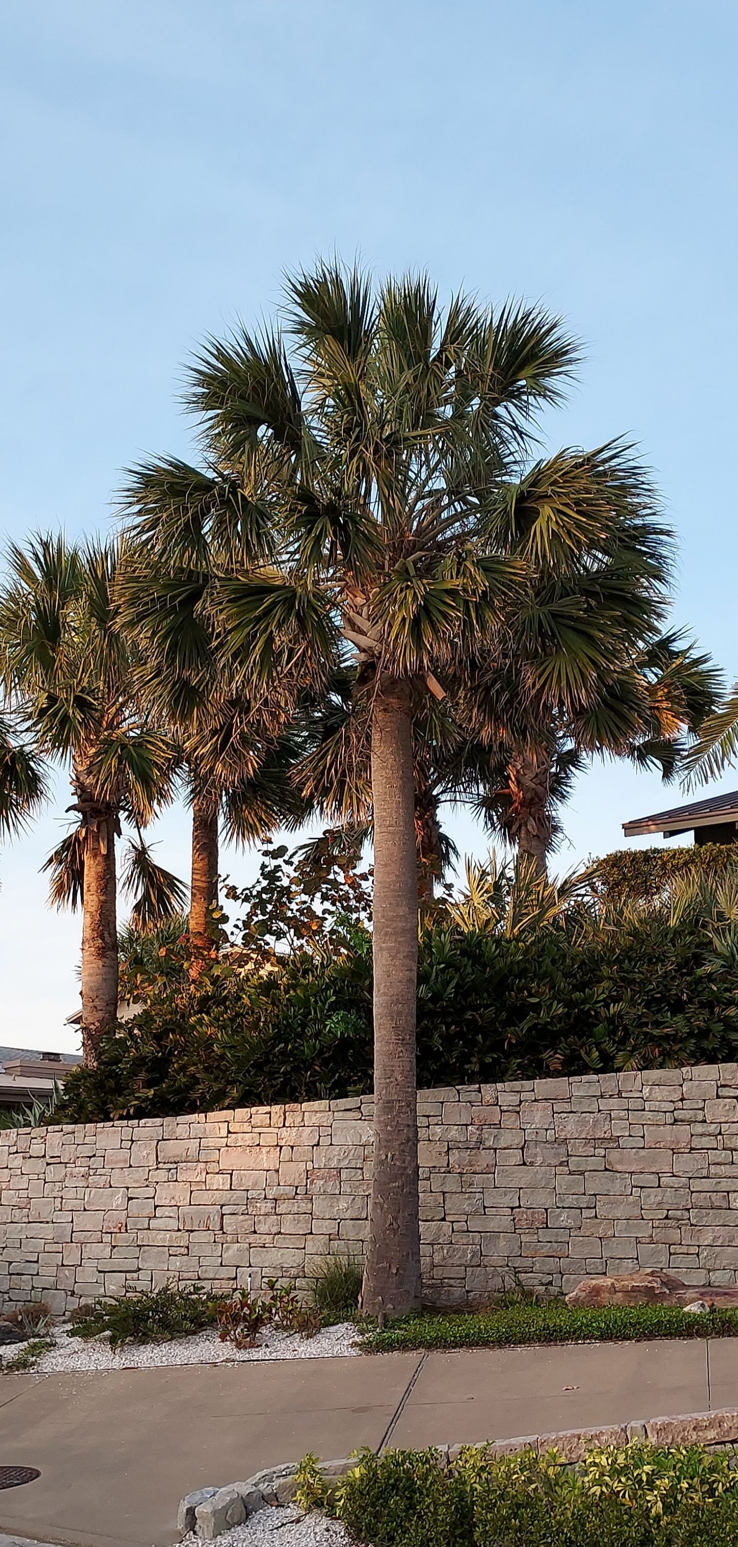 Sabal palmetto