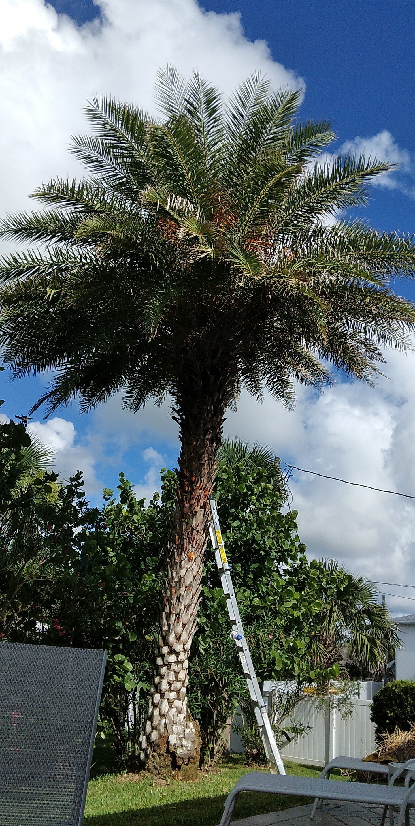 Phoenix sylvestris