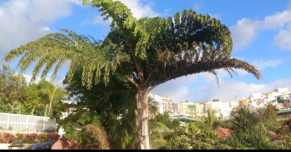 Caryota obtusa