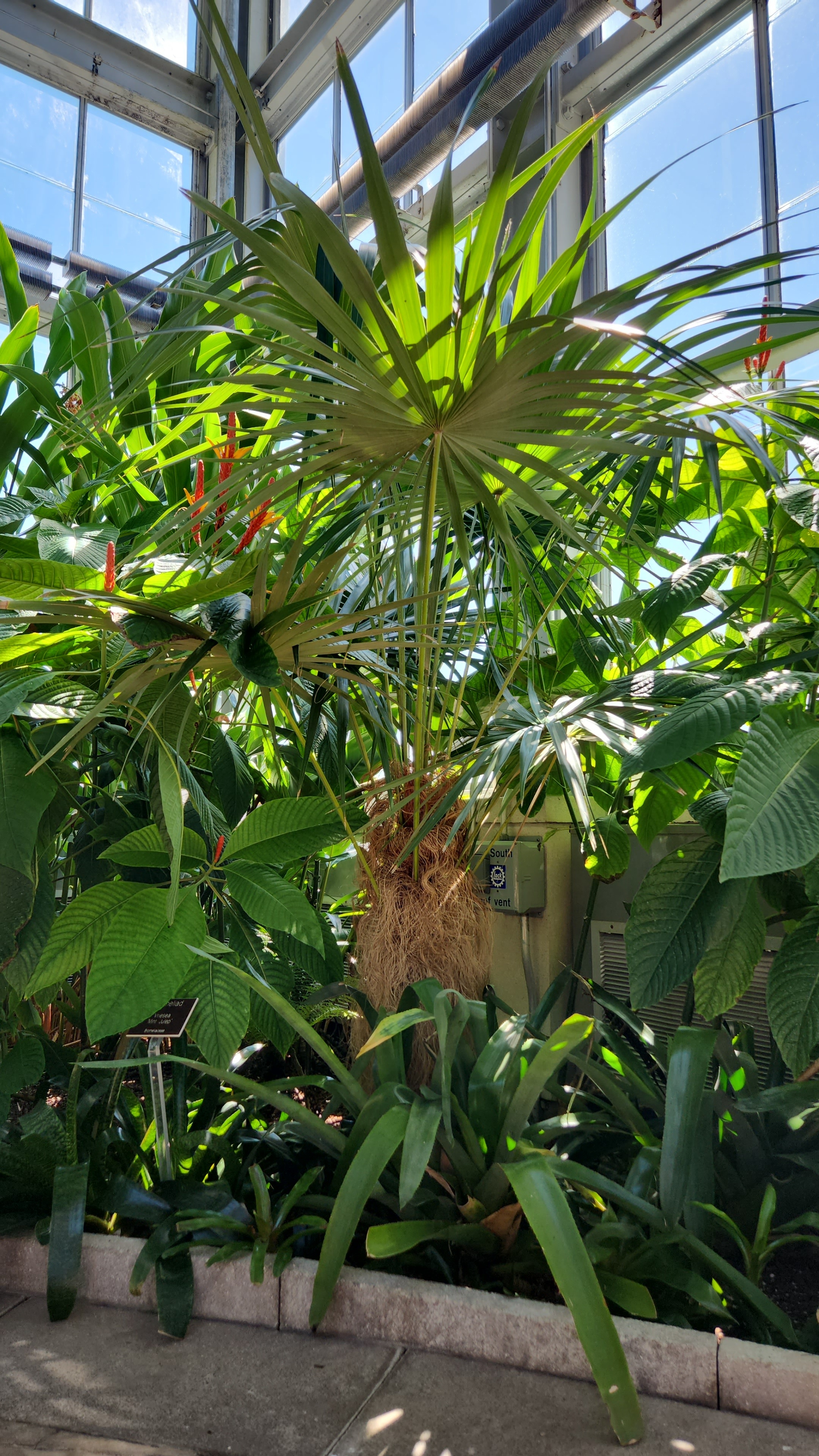 Coccothrinax crinita subsp. crinita