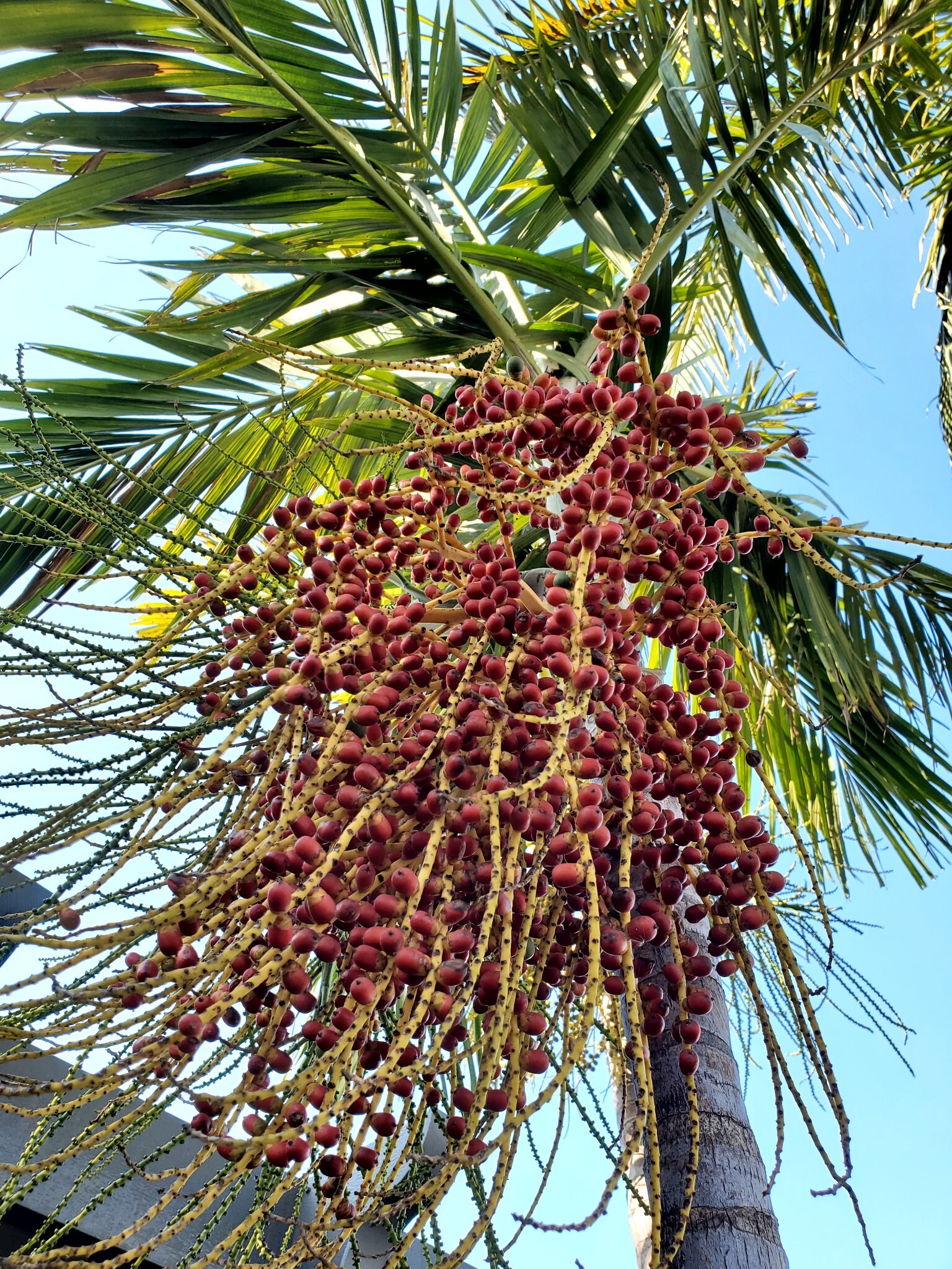 Ptychosperma elegans