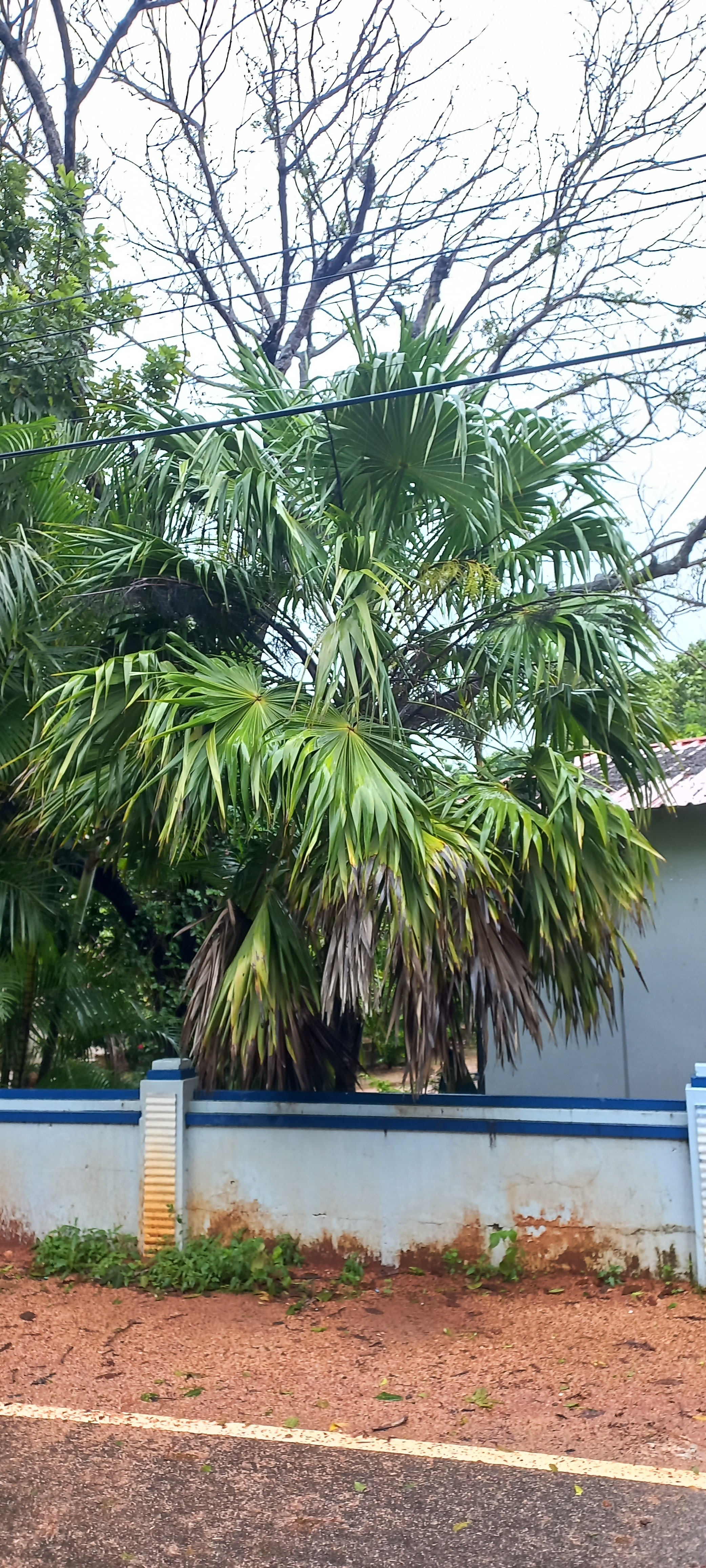 Thrinax radiata