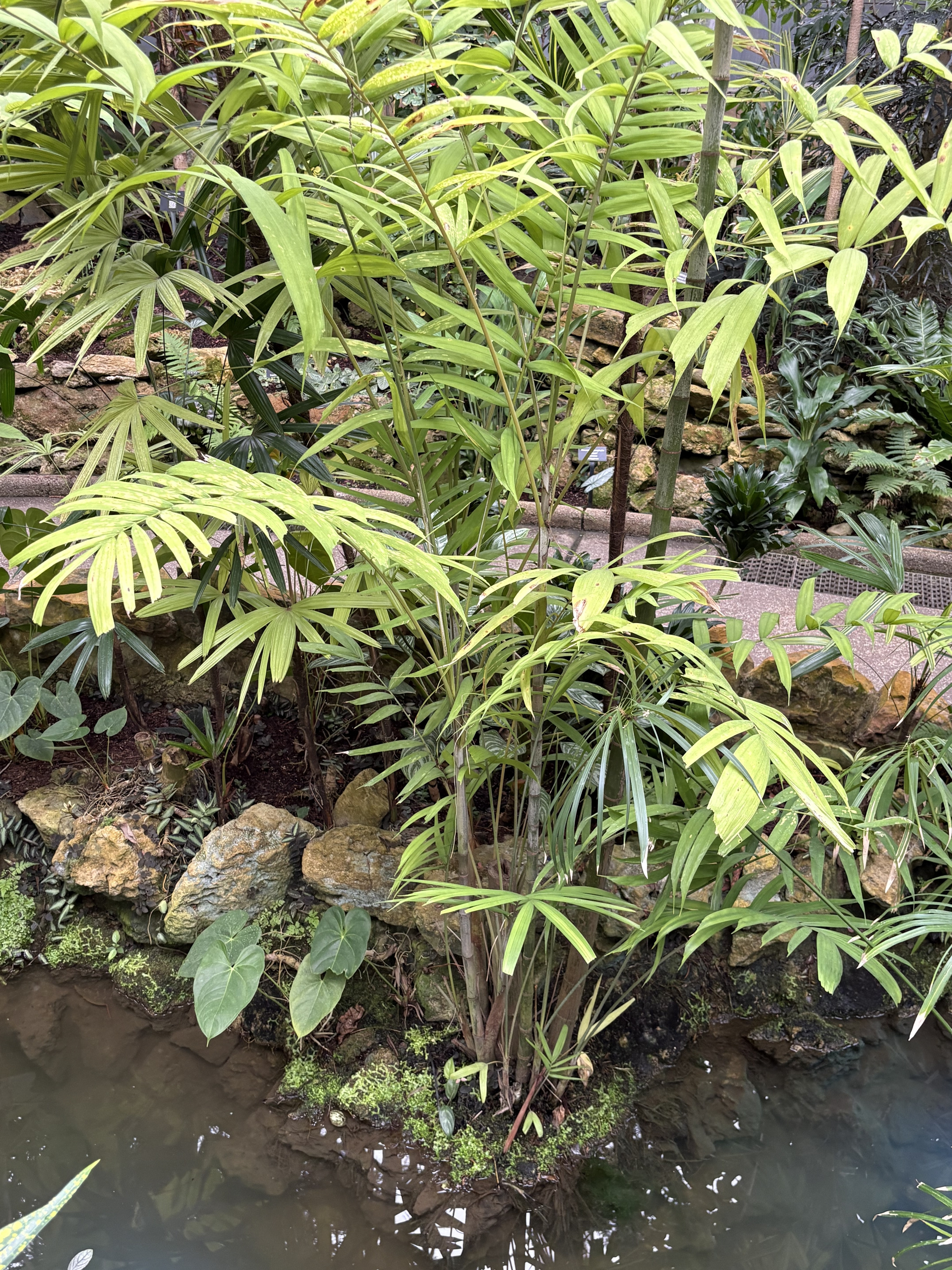 Chamaedorea microspadix