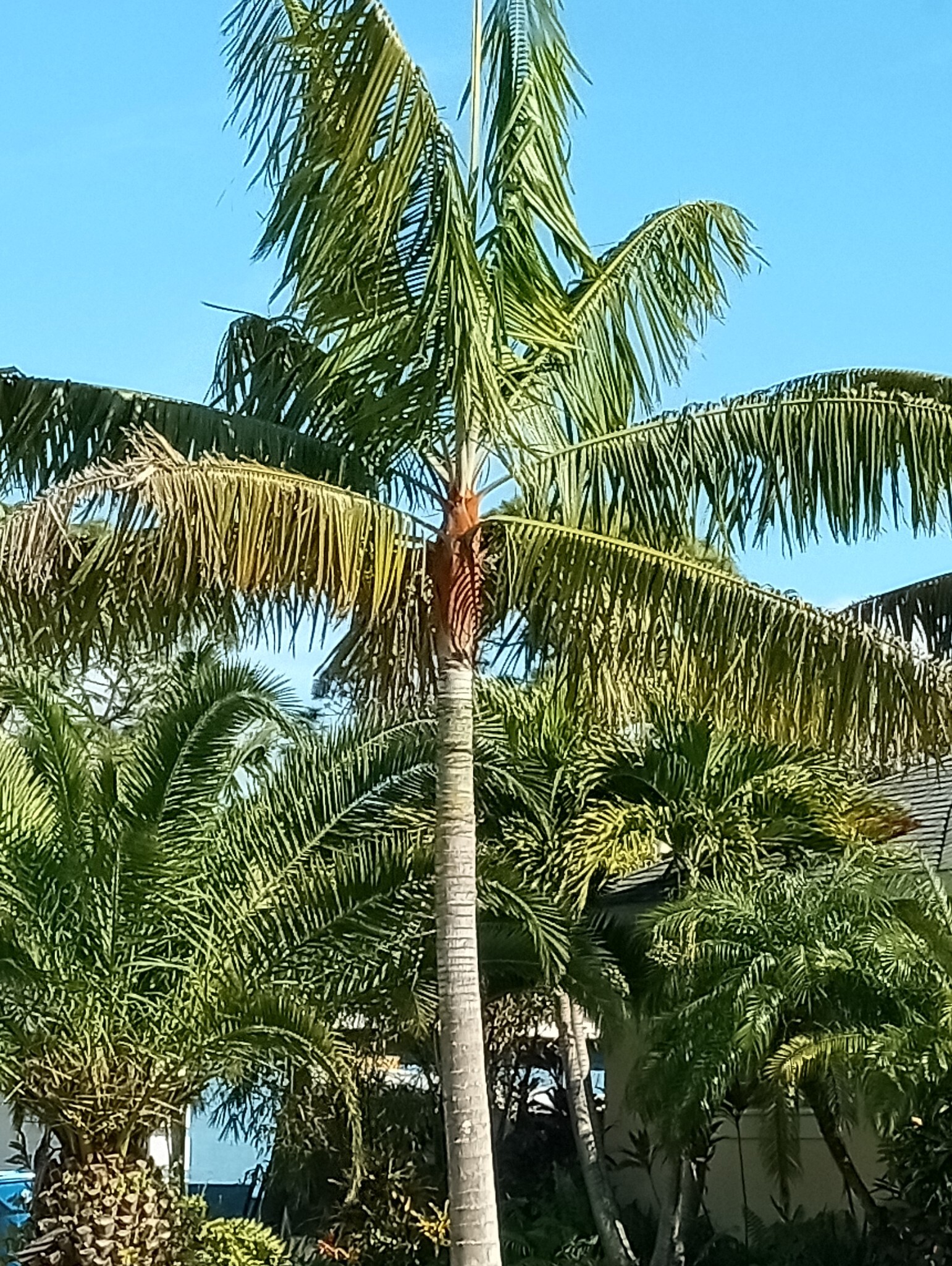 Chrysalidocarpus leptocheilos