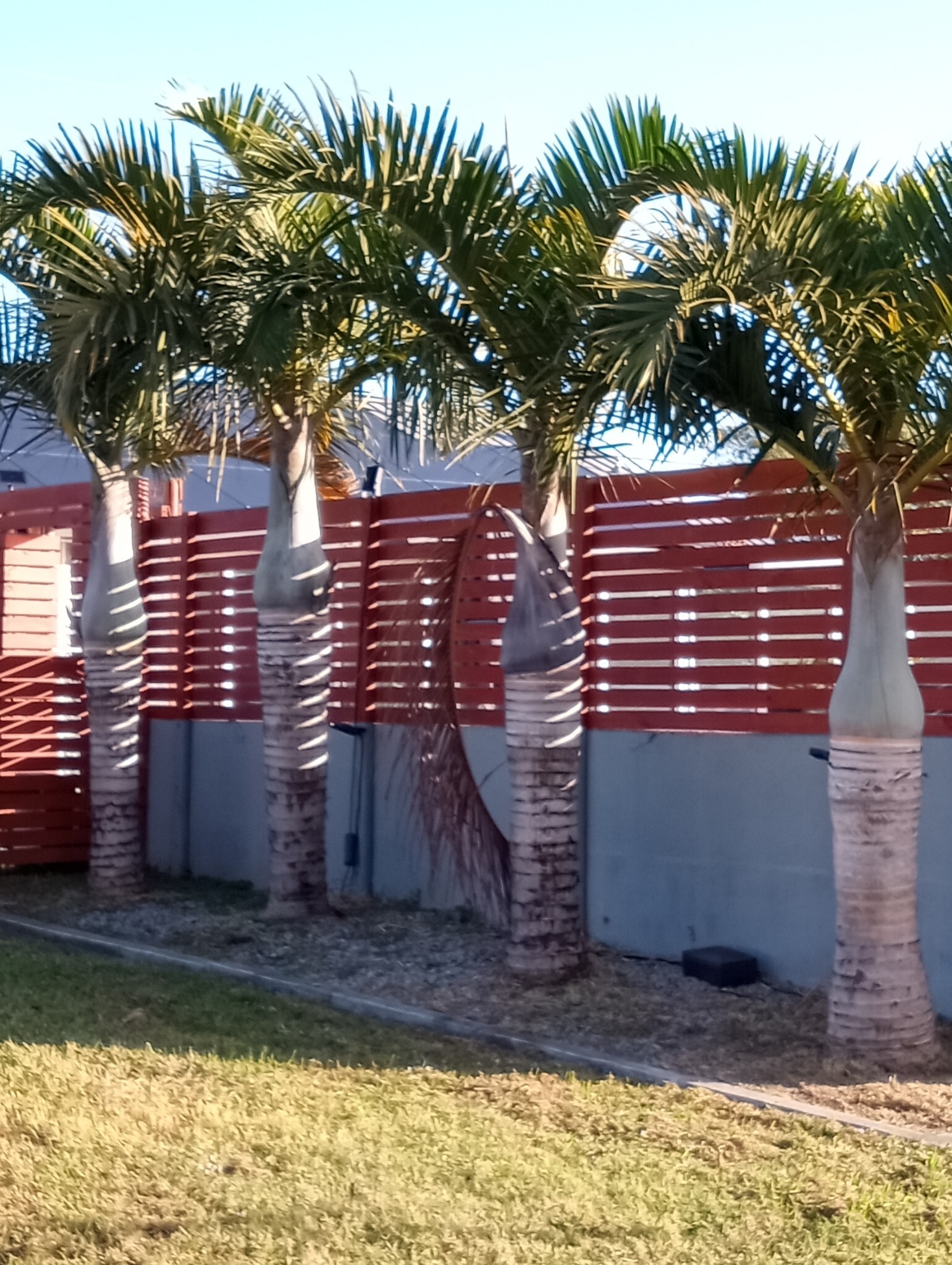 Hyophorbe verschaffeltii