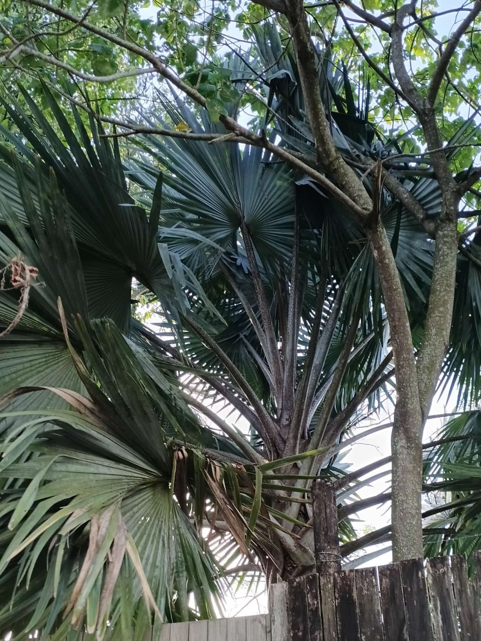 Bismarckia nobilis