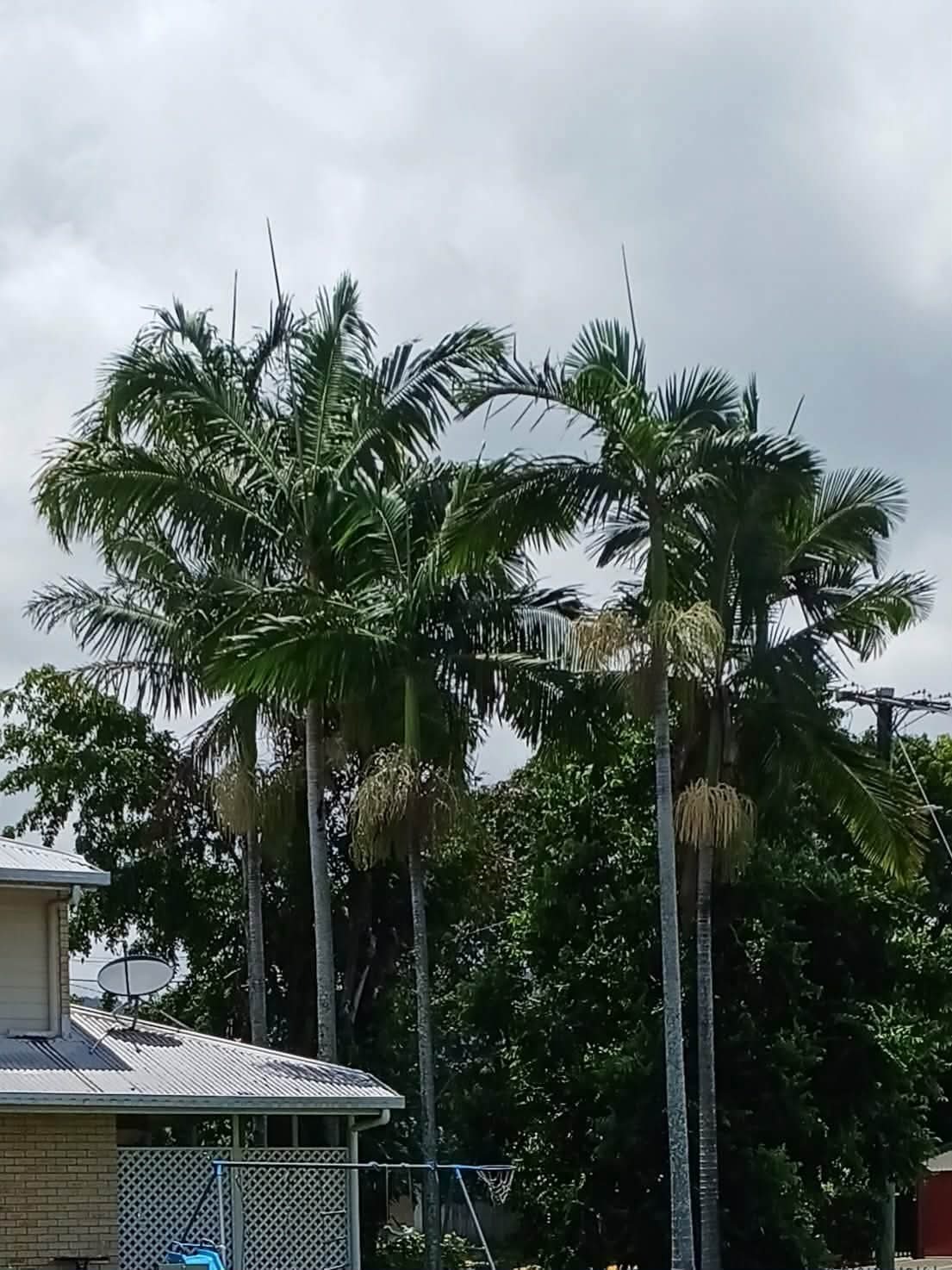 Archontophoenix alexandrae