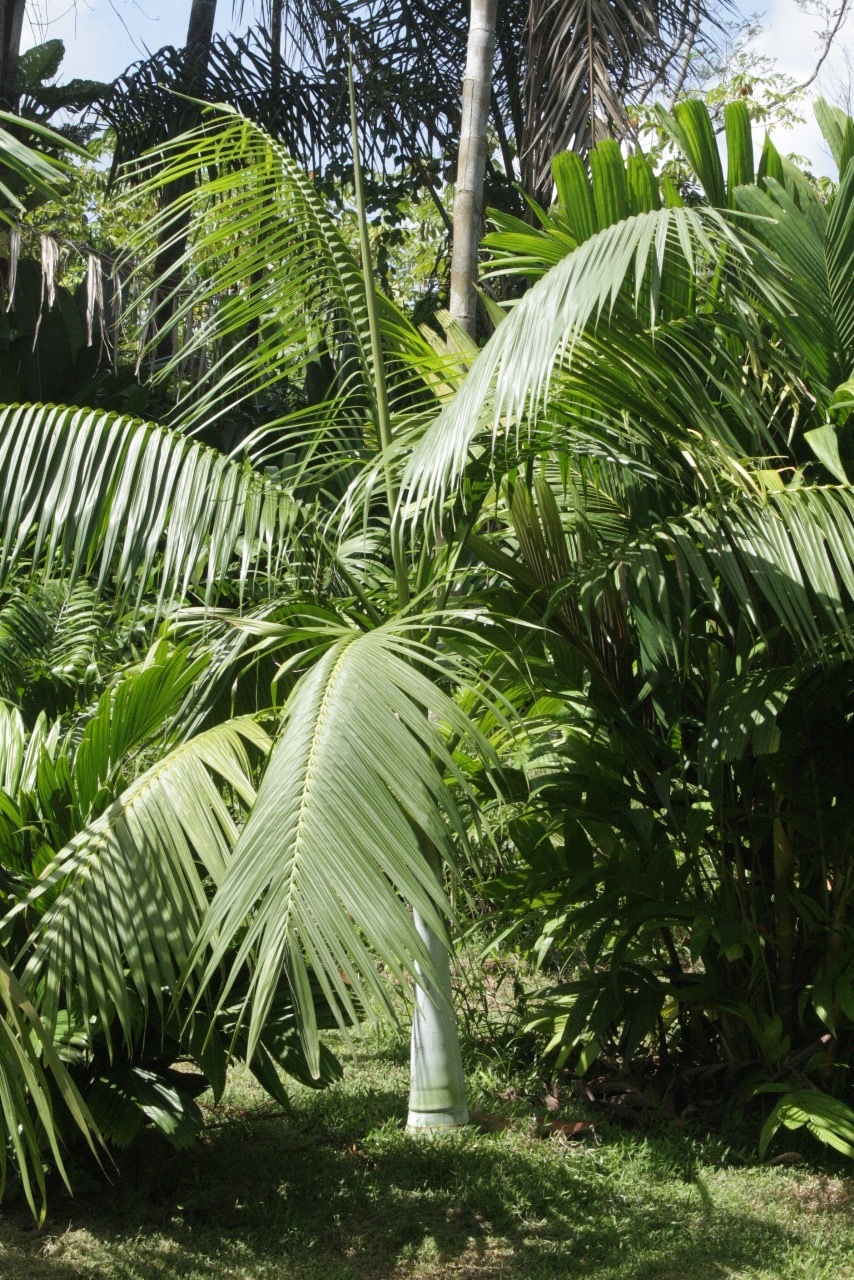 Pierre Olivier Albano Clinostigma savoryanum