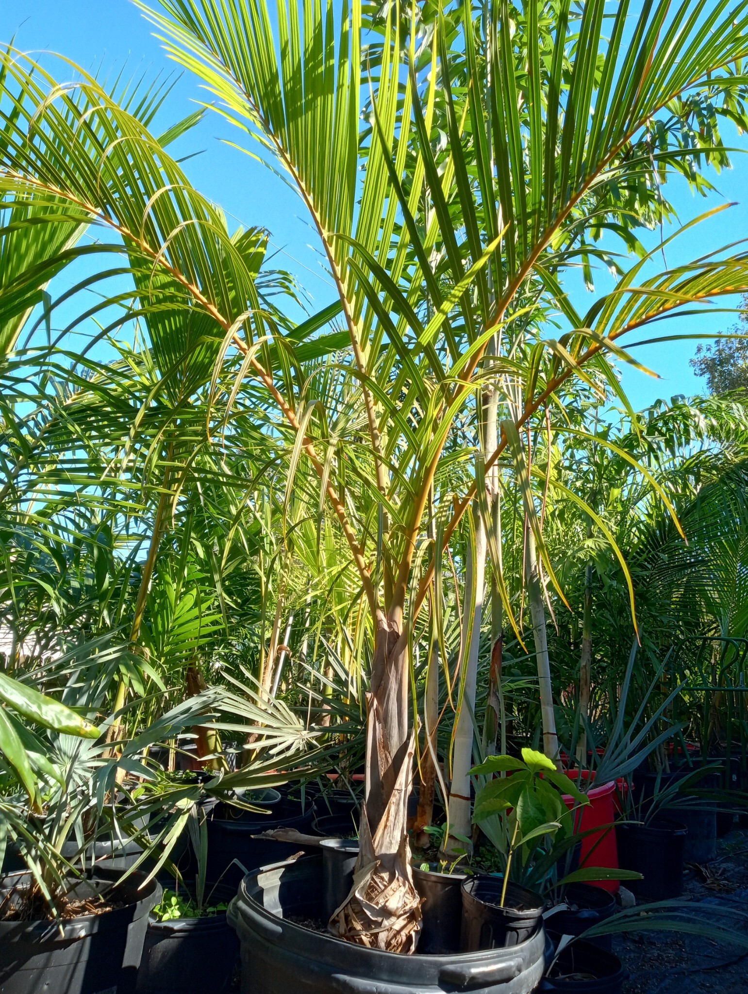 Hyophorbe verschaffeltii