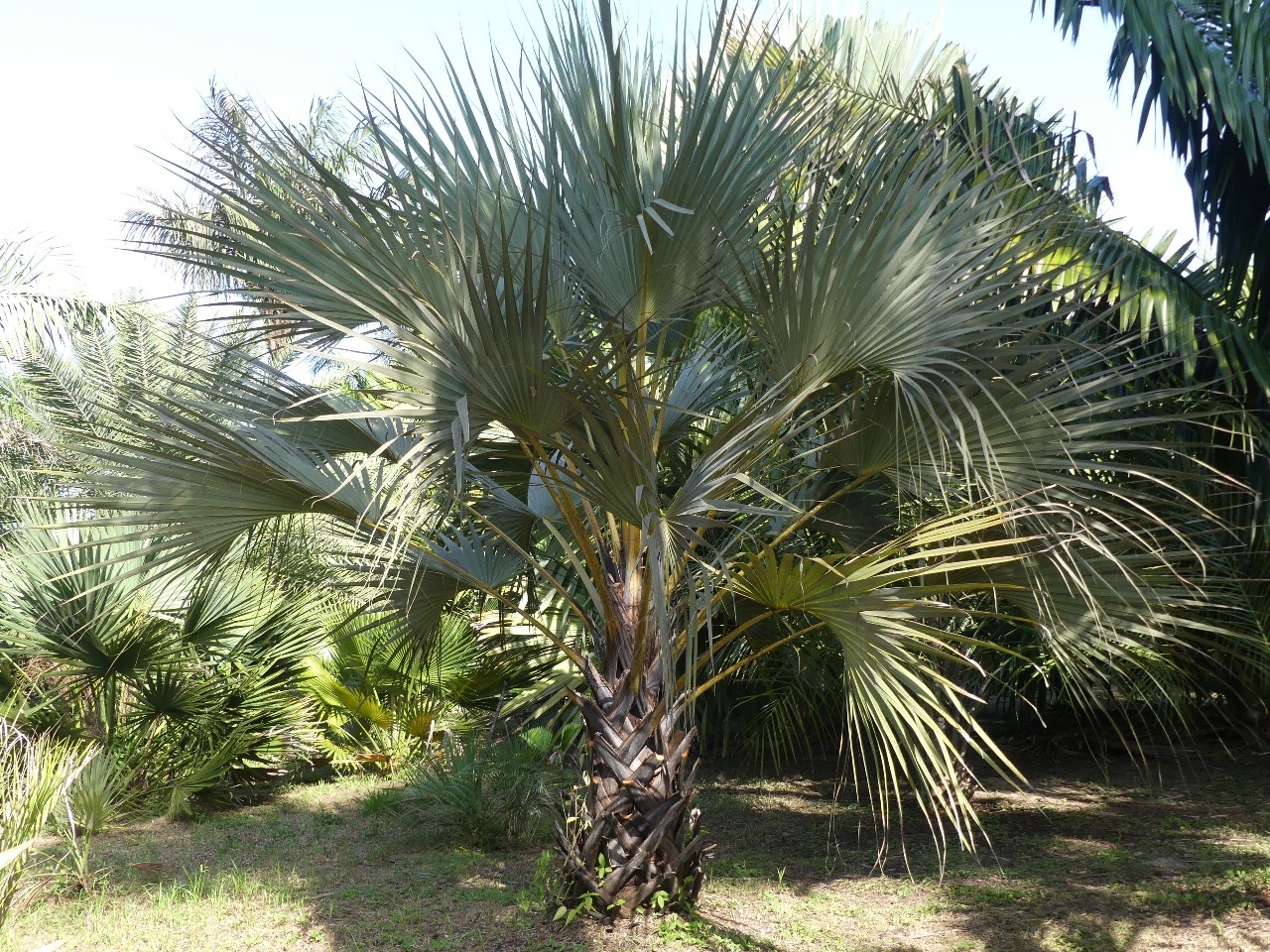 Pierre Olivier Albano Medemia argun 1