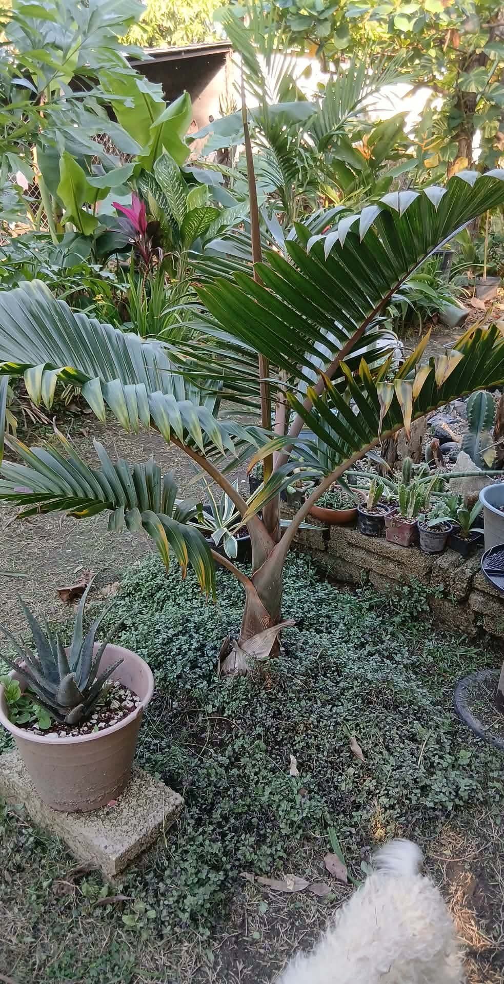 Hyophorbe lagenicaulis