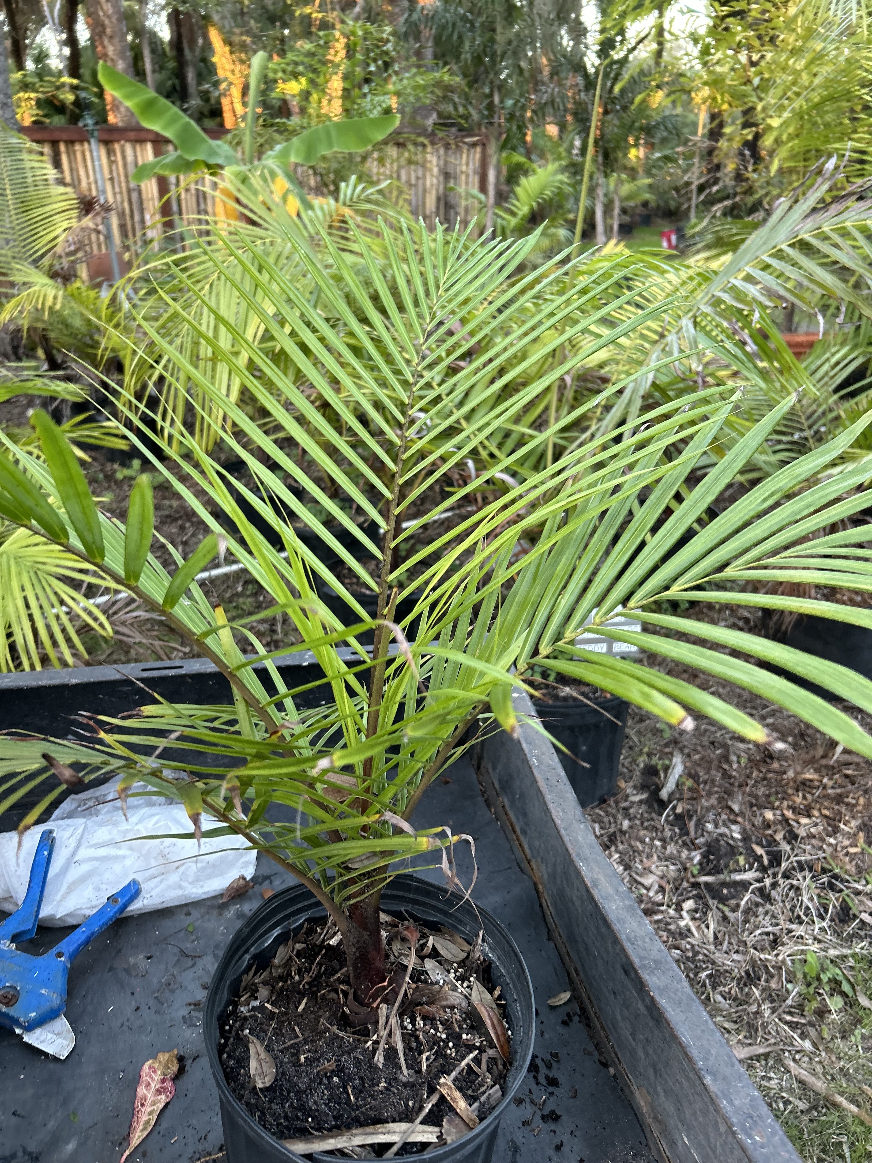 Chrysalidocarpus leptocheilos