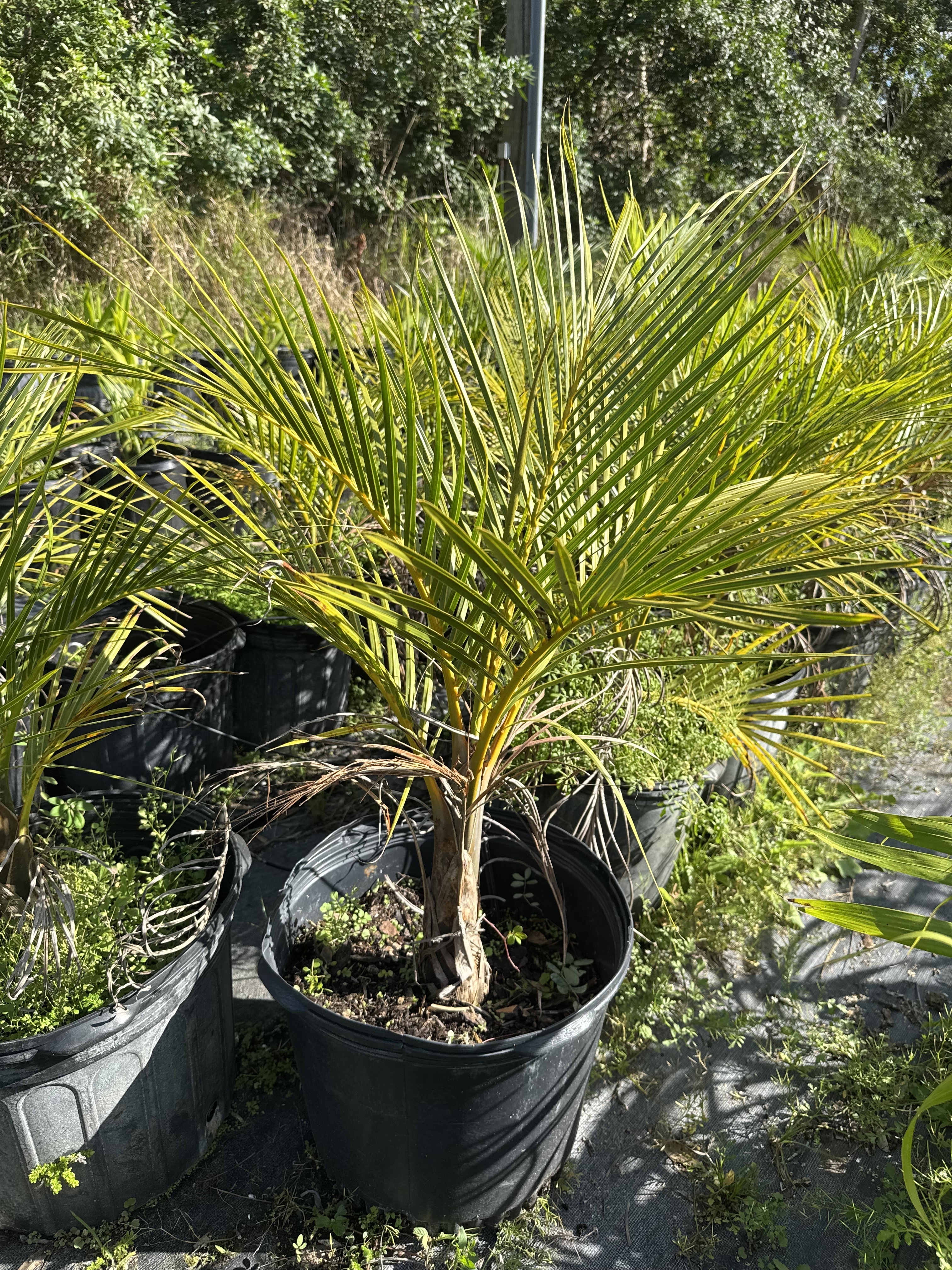 Hyophorbe verschaffeltii