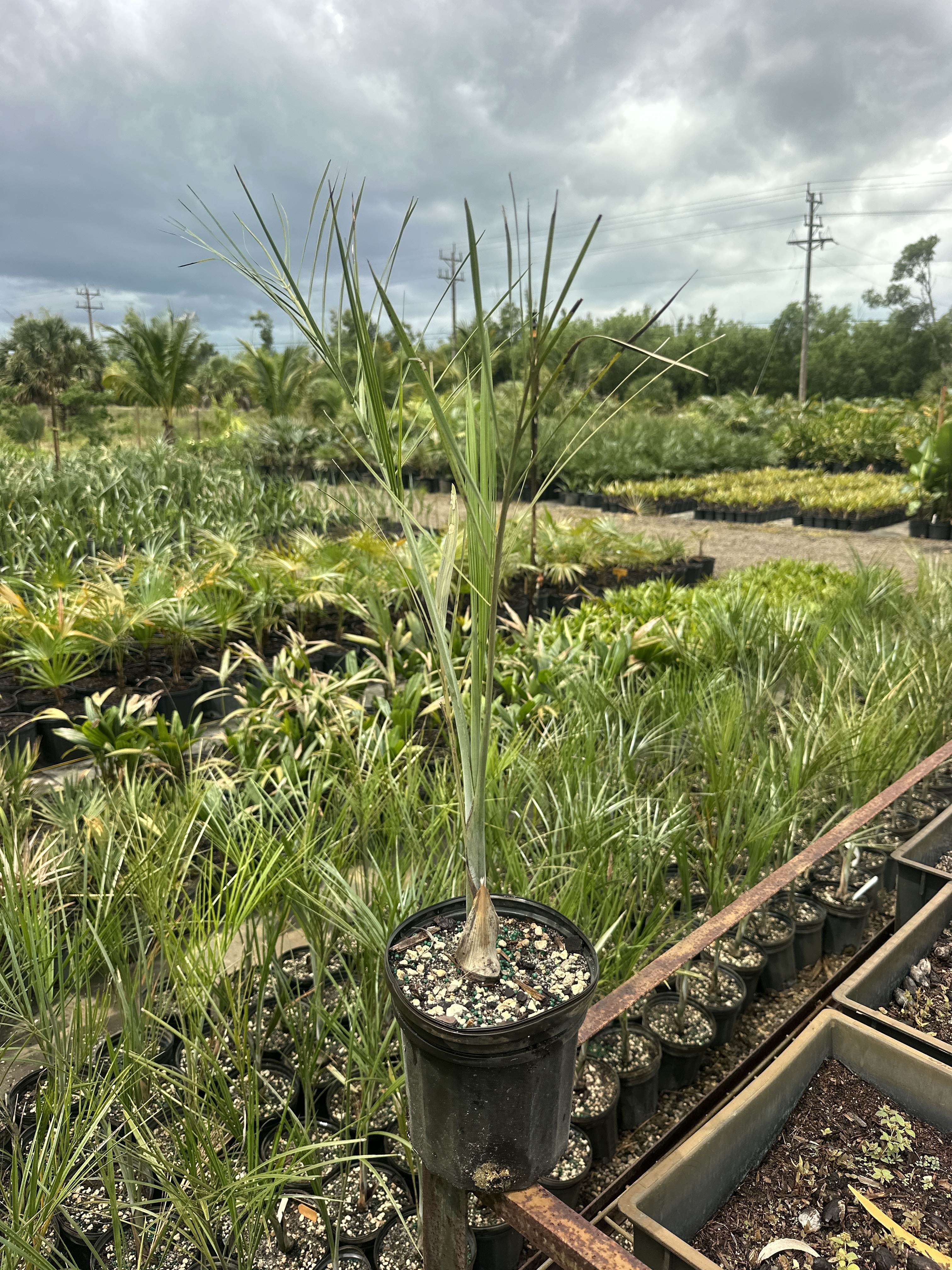 Pseudophoenix sargentii