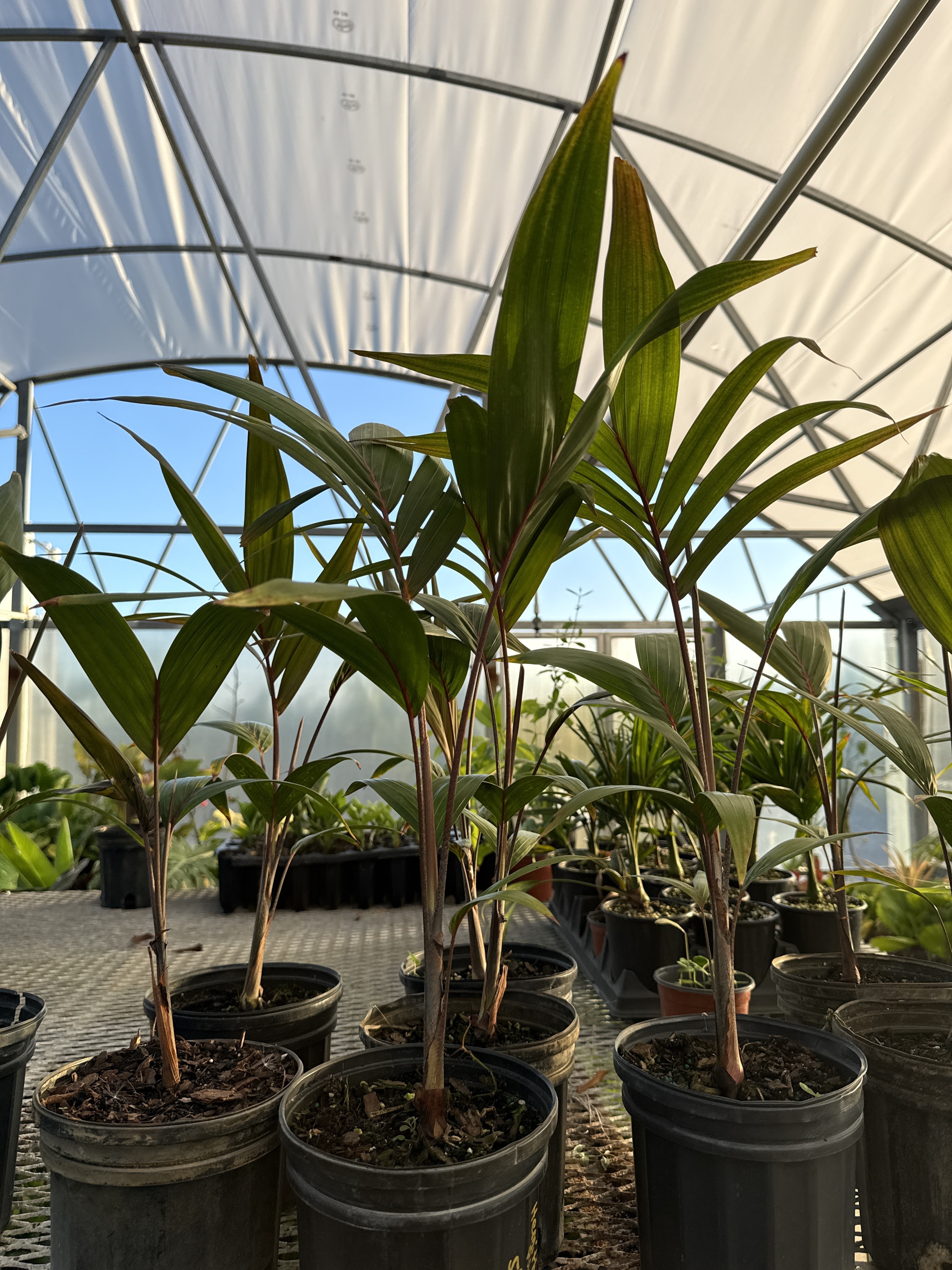 Adonidia dransfieldii