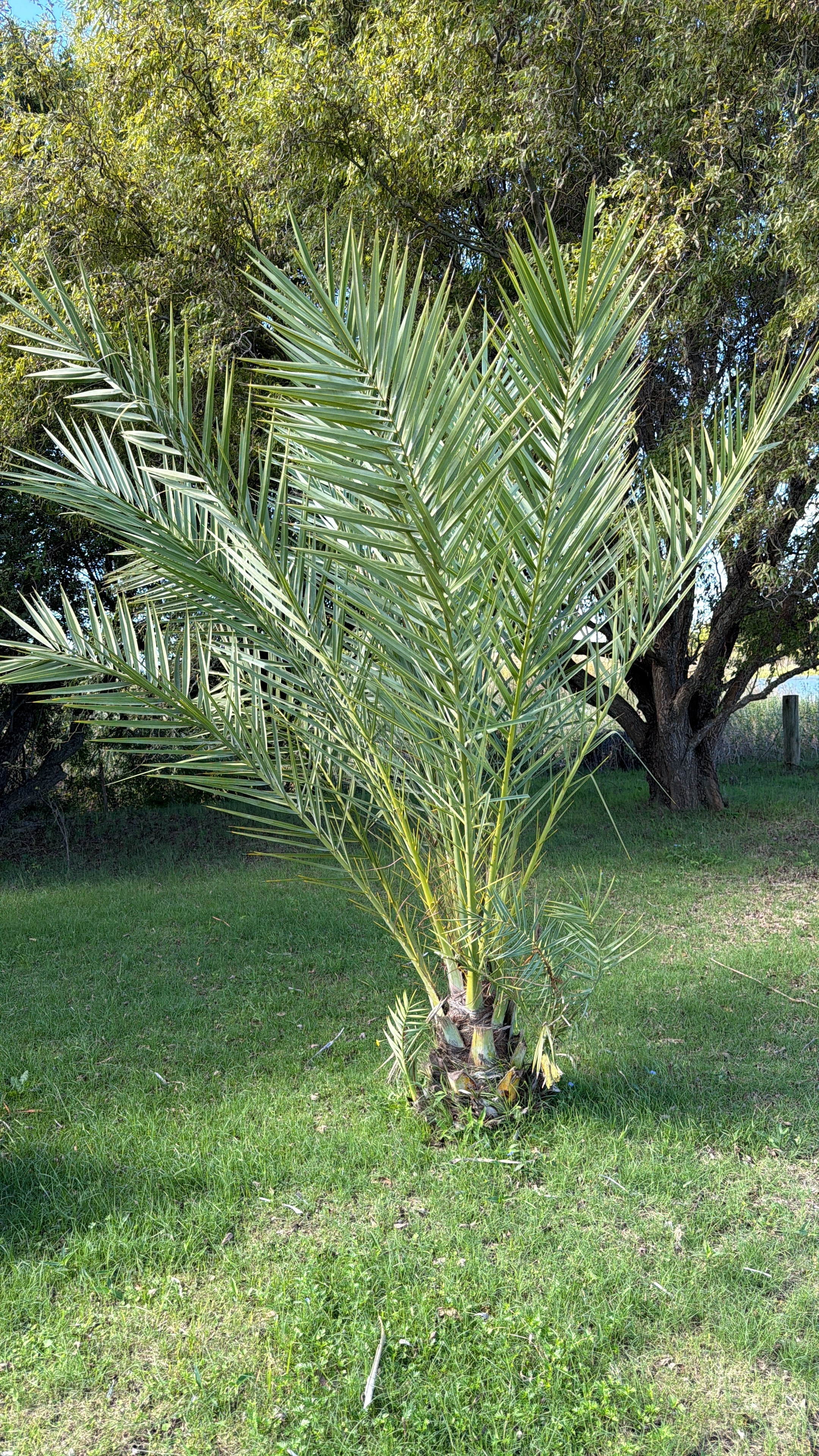 Phoenix dactylifera