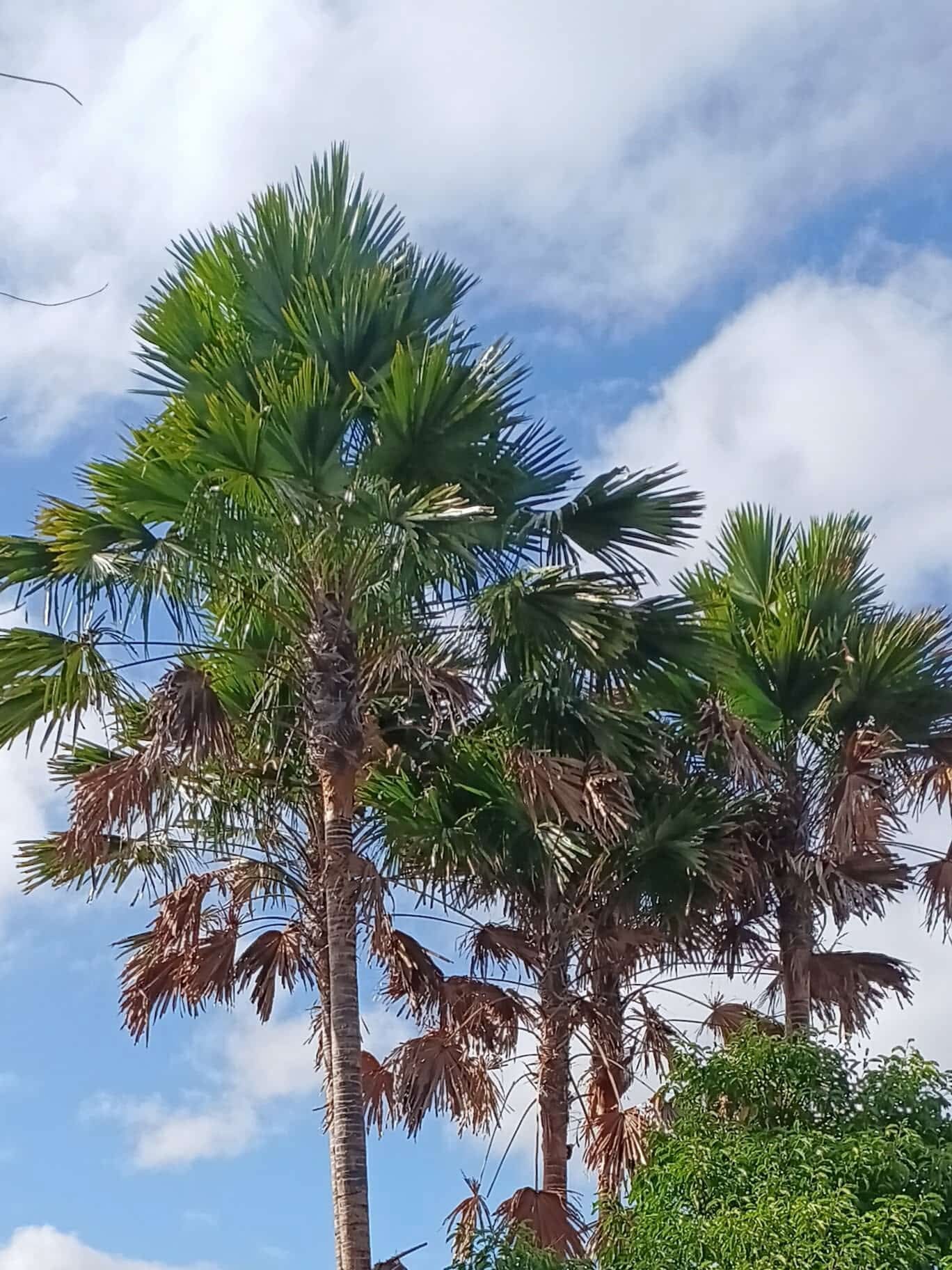 Saribus rotundifolius