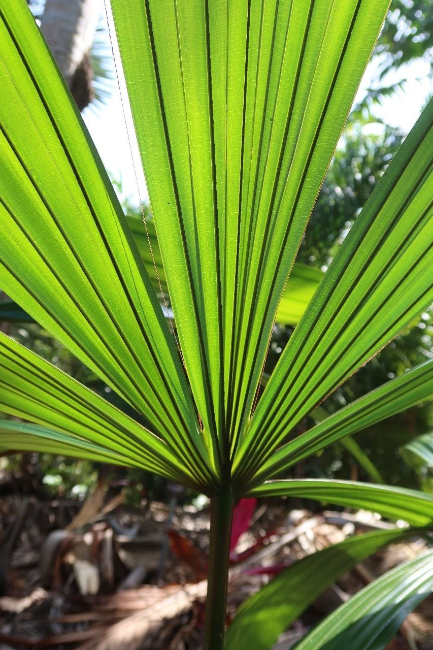 Pierre Olivier Albano Borassodendron borneense