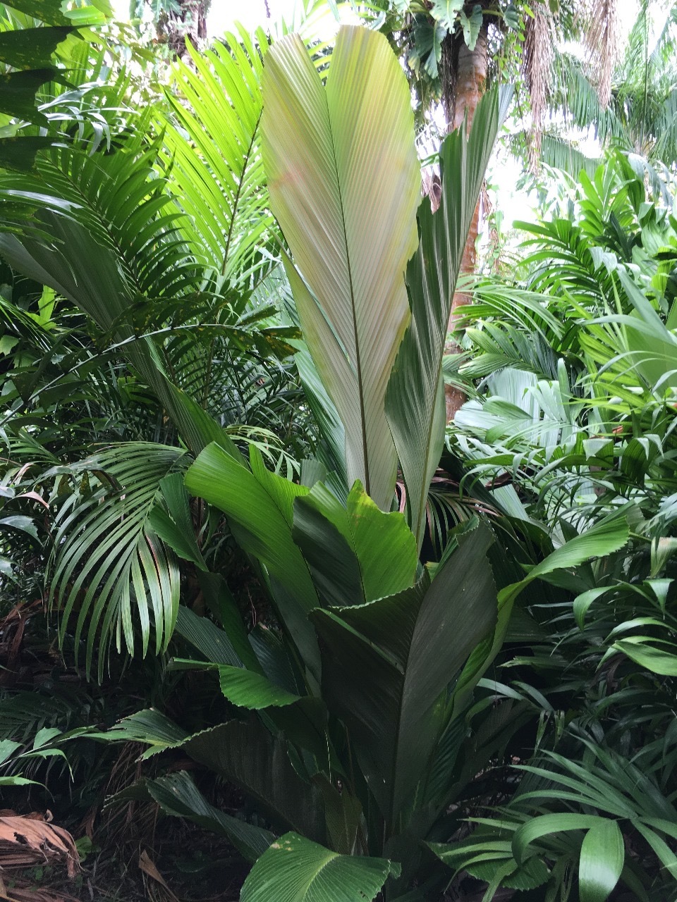 Pierre Olivier Albano Sclerosperma profizianum