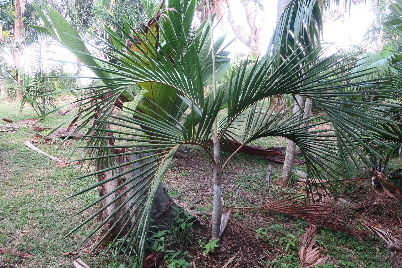 Pierre Olivier Albano Chambeyronia Piersoniorum