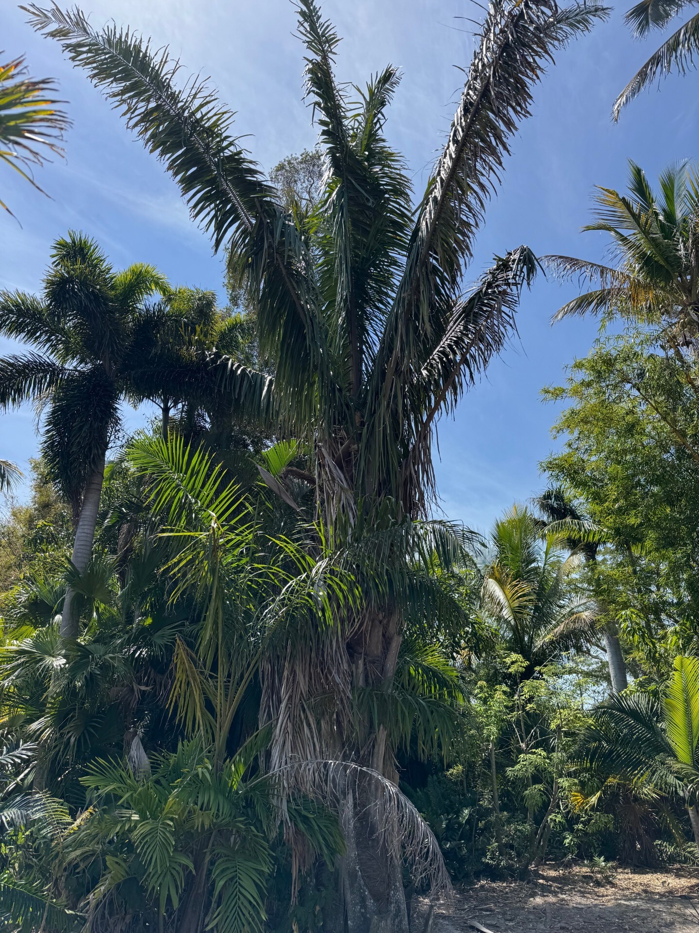 Attalea cohune