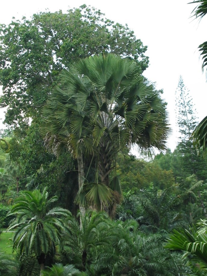 Coryphan utan Singapore Botanical Gardens