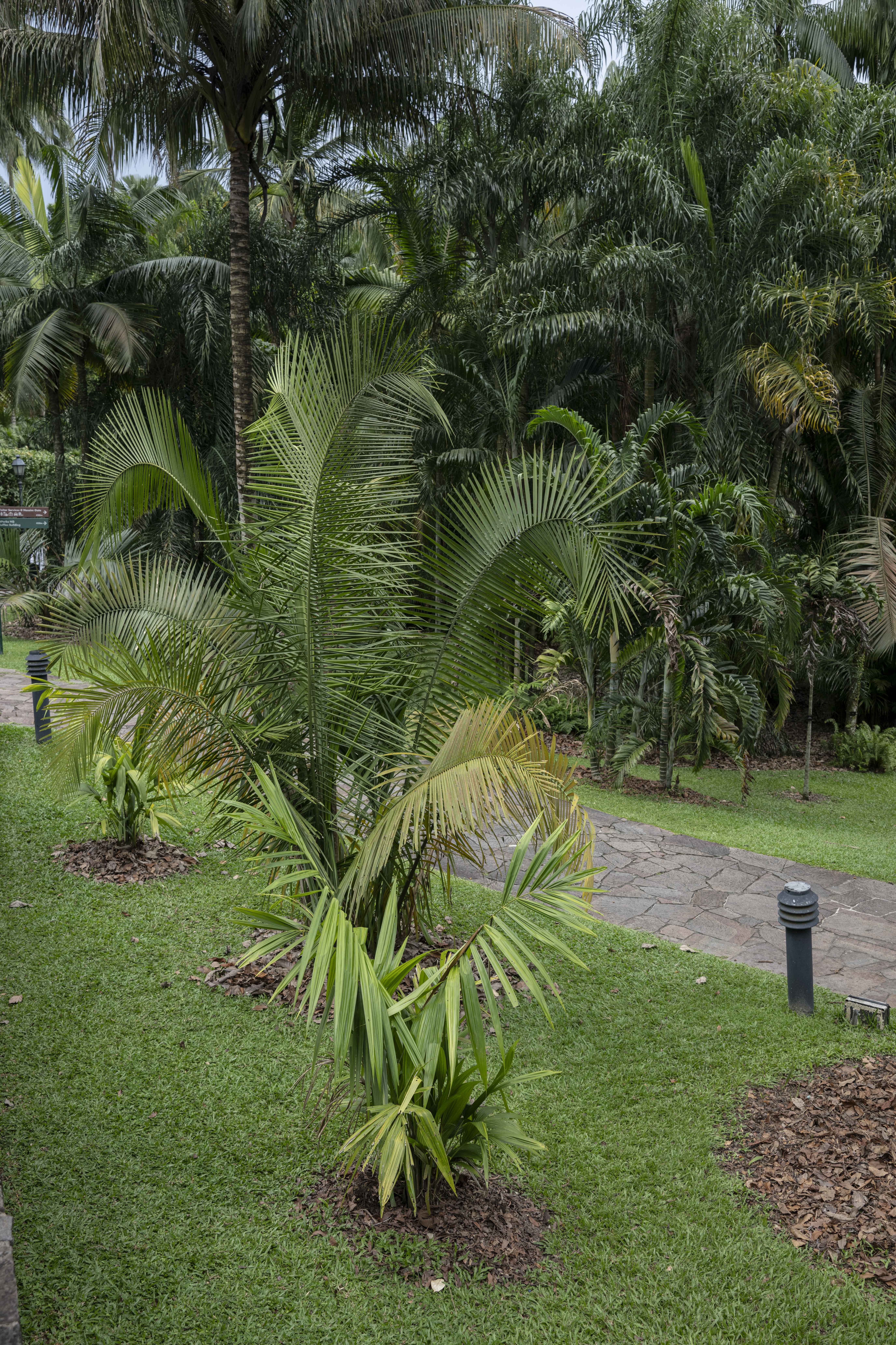 Cyrtostachys bakeri at Singapore Botanic Gardens