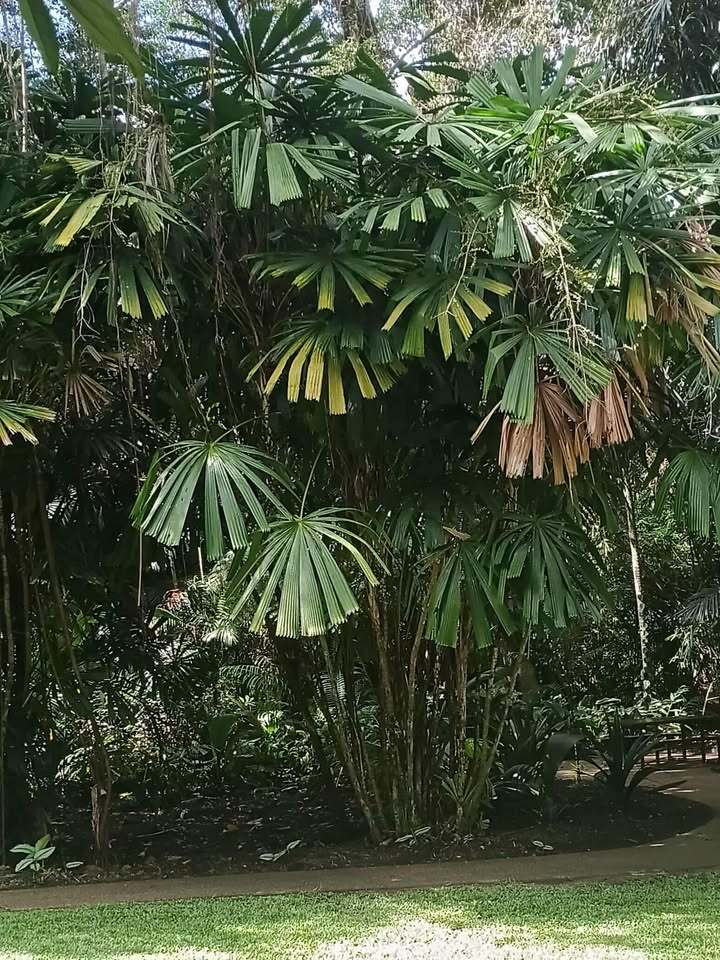Licuala spinosa