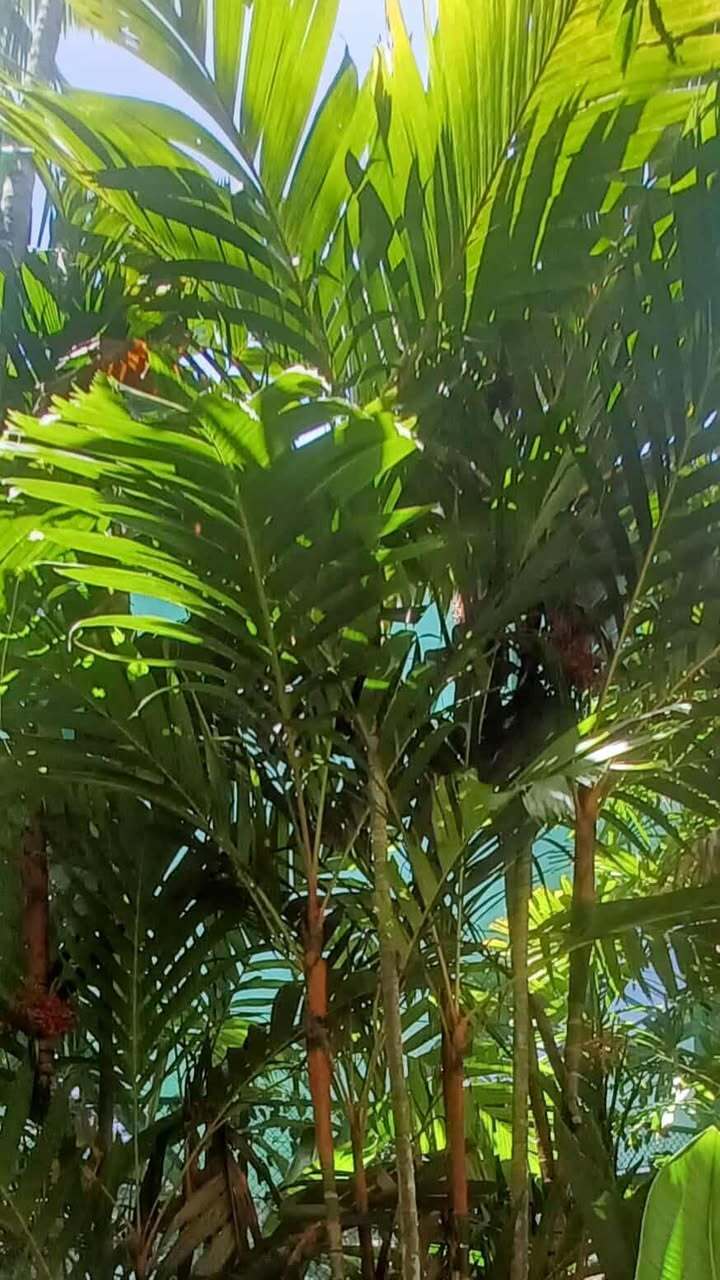 Areca vestiaria - orange