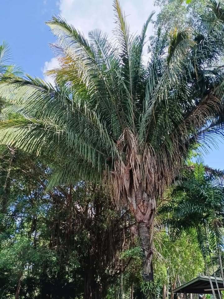 Attalea cohune