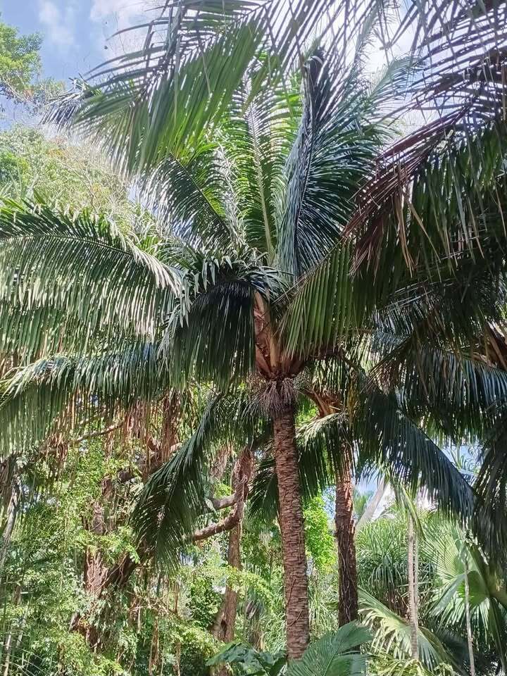 Beccariophoenix fenestralis