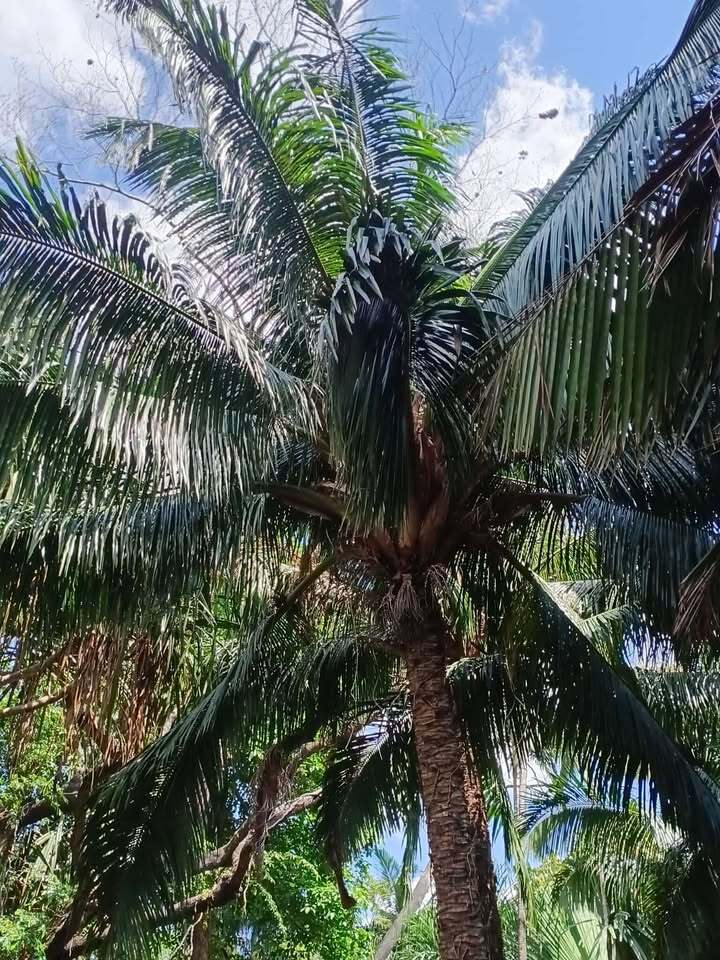 Beccariophoenix fenestralis