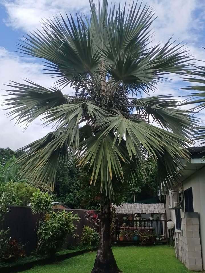 Latania loddigesii
