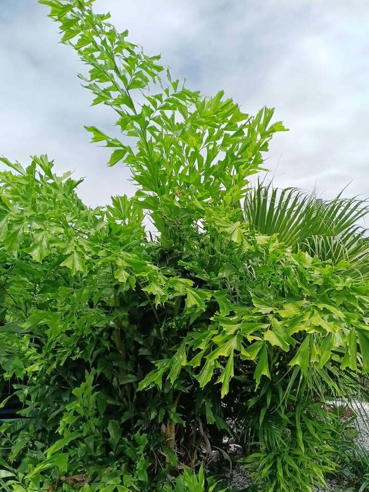 Caryota mitis