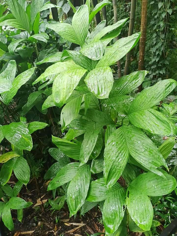 David Parker Chamaedorea braychypoda