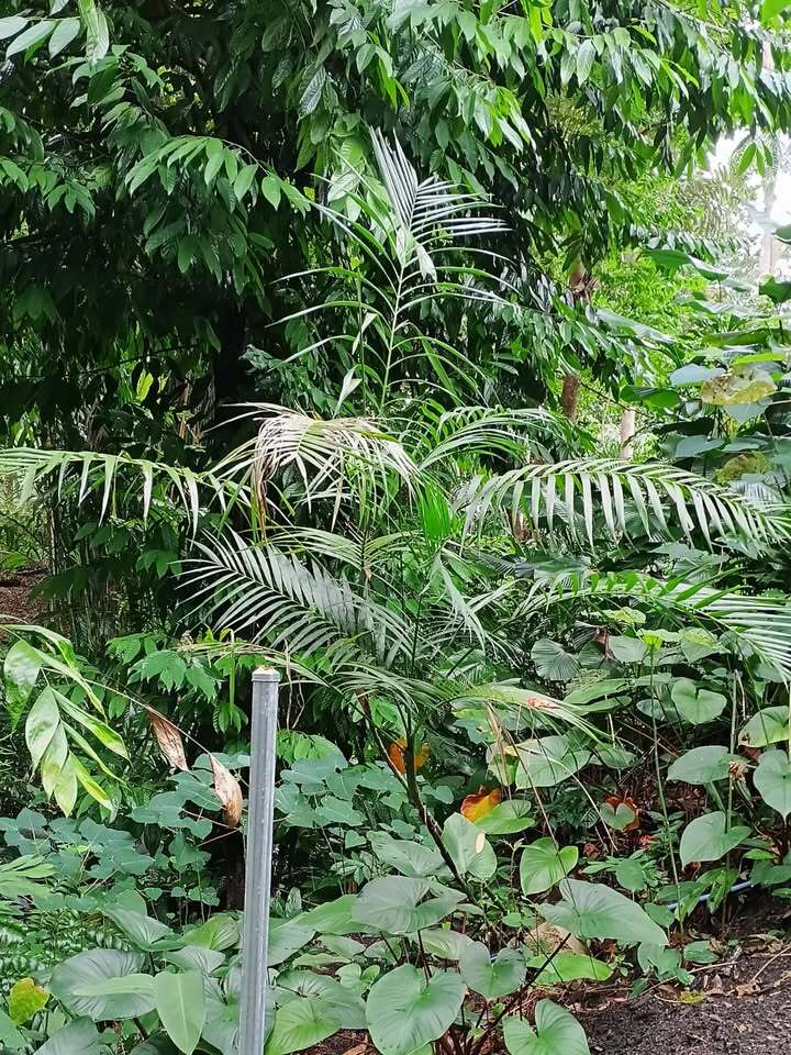 Chamaedorea hooperiana